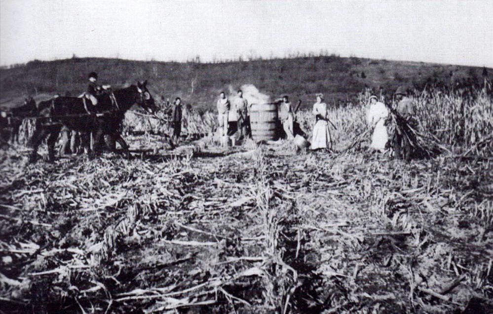 Sorghum Making