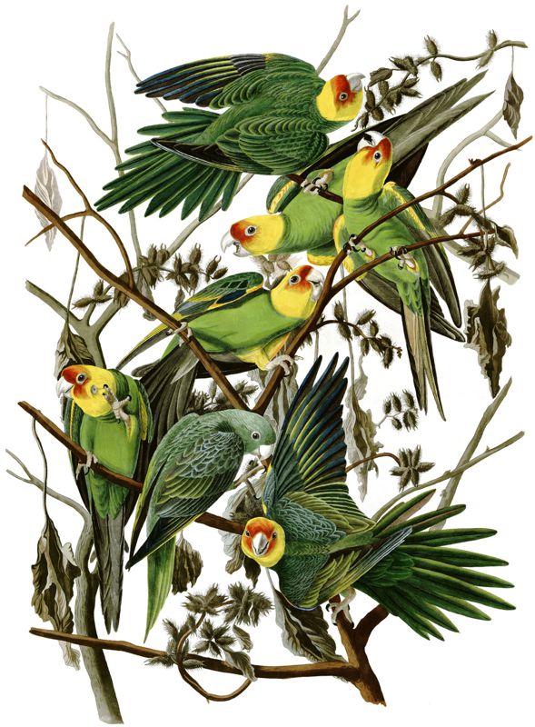 Parakeets