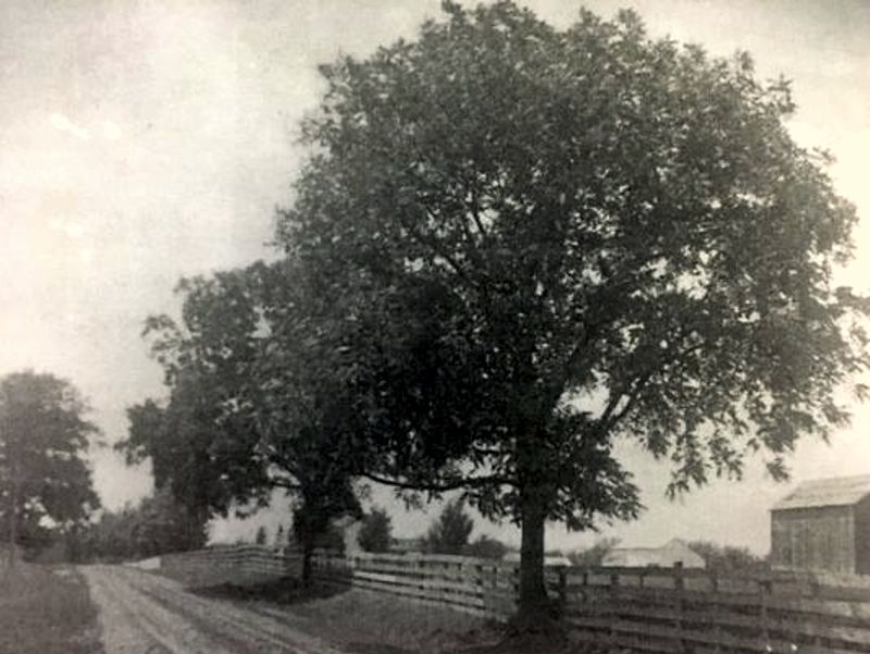 Lynching Tree