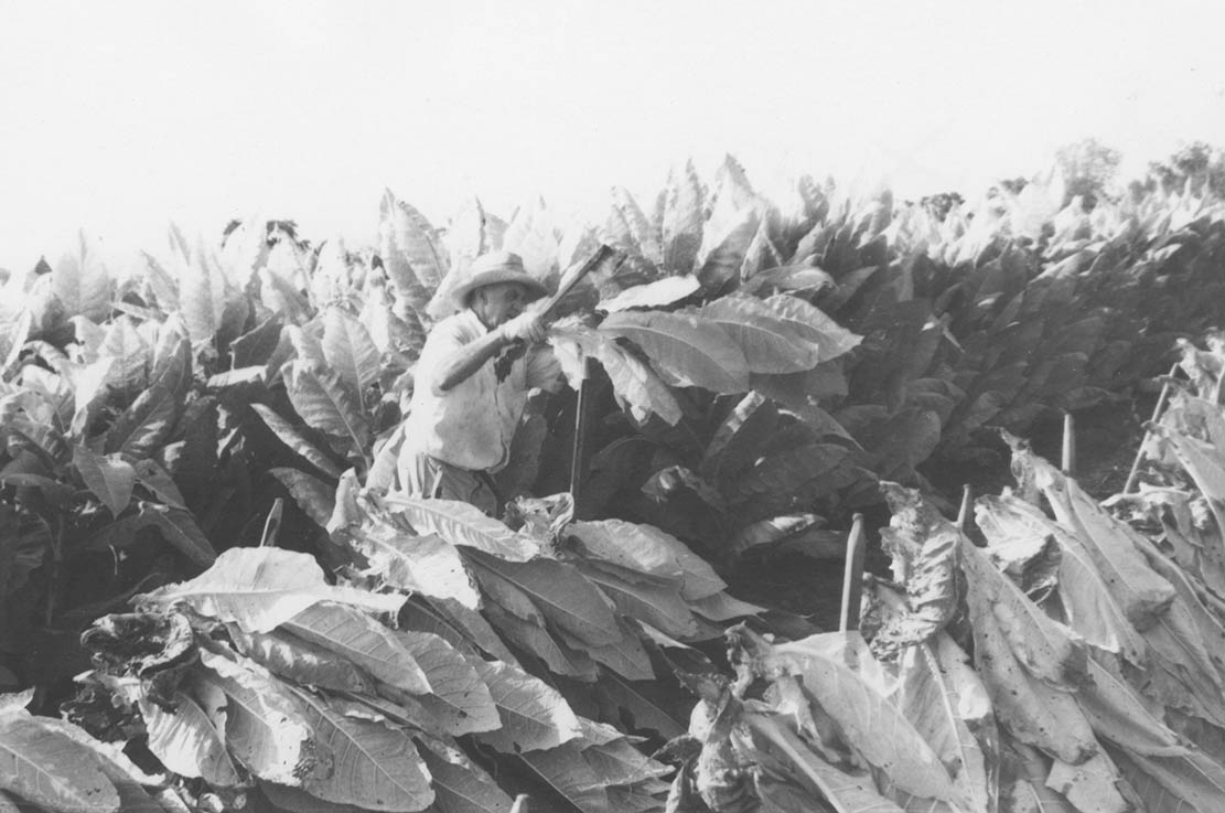 Boone County Tobacco Farming