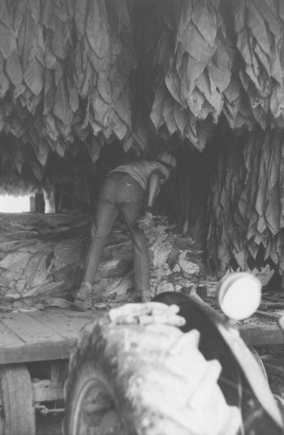 Boone County Tobacco Farming