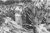 Boone County Tobacco Farming