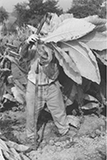 Boone County Tobacco Farming