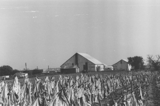 Boone County Tobacco Farming