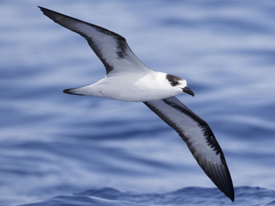 Petrel