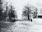 Wallace woods
