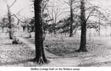 Wallace woods