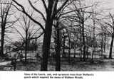 Wallace woods