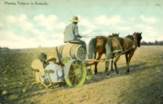 Planting Tobacco in Kentucky